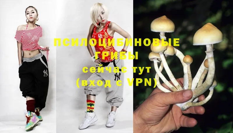 купить   Североуральск  Псилоцибиновые грибы MAGIC MUSHROOMS 